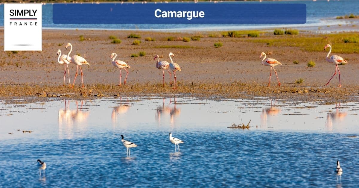 Camargue