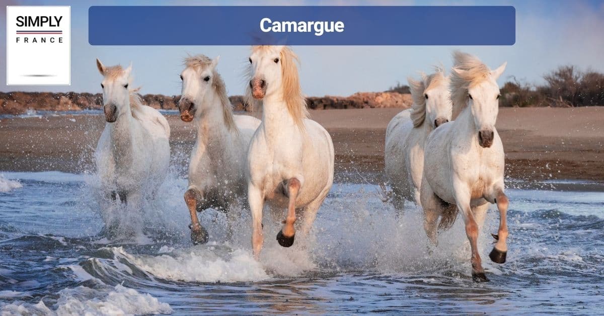 Camargue