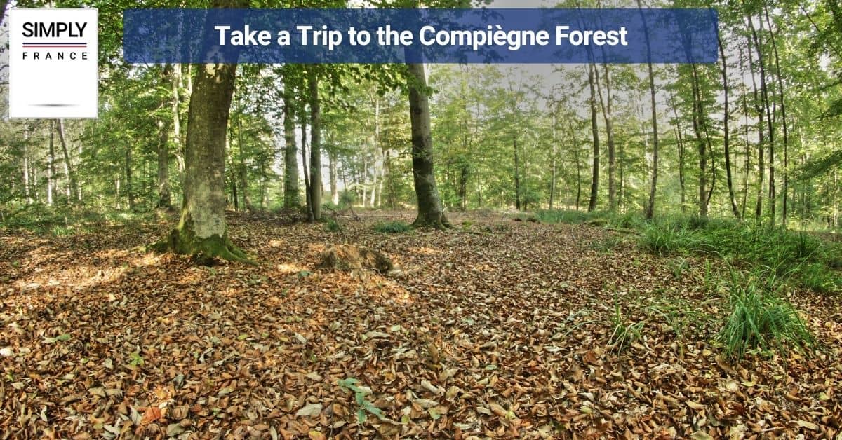 Take a Trip to the Compiègne Forest
