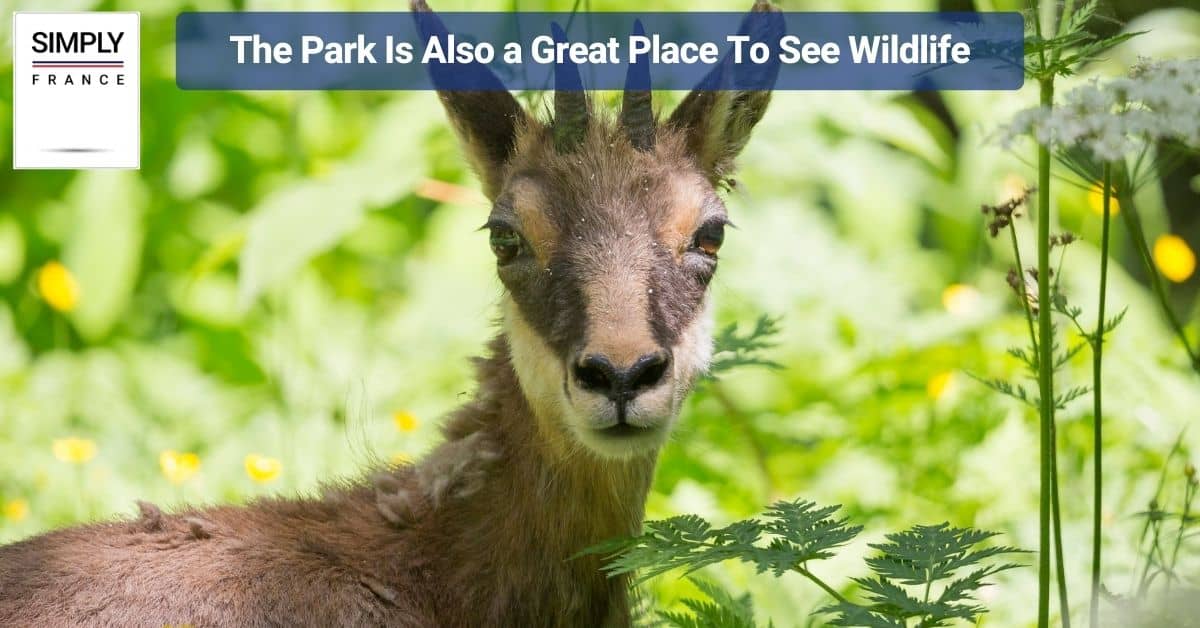 The Park Is Also a Great Place To See Wildlife
