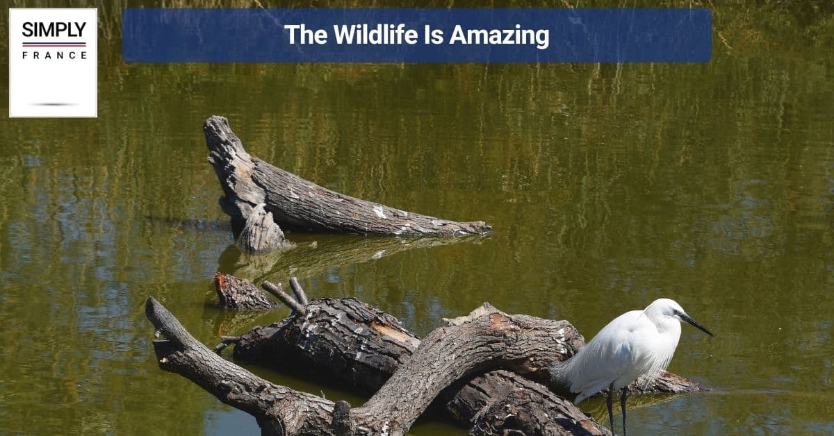 The Wildlife Is Amazing