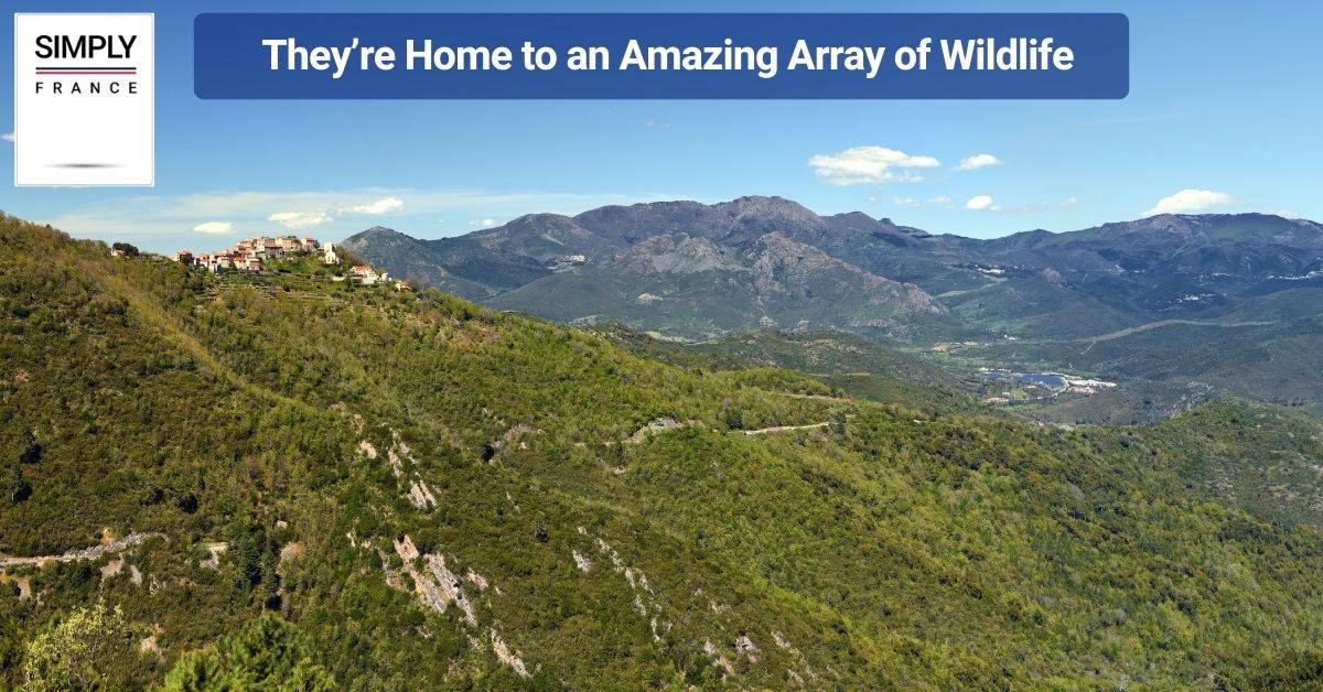 They’re Home to an Amazing Array of Wildlife