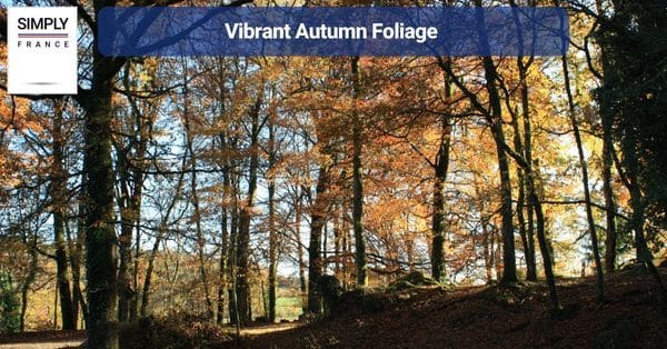 Vibrant Autumn Foliage