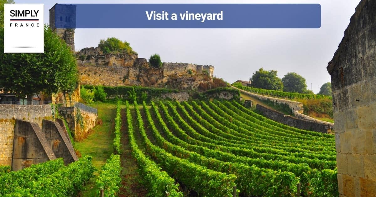 Visit a vineyard