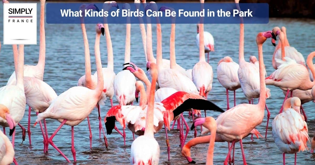 What Kinds of Birds Can Be Found in the Park