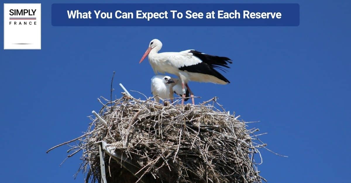 What You Can Expect To See at Each Reserve