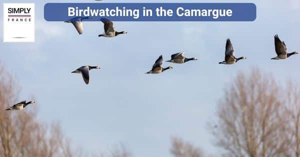 Birdwatching in the Camargue