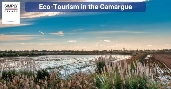 Eco-Tourism in the Camargue