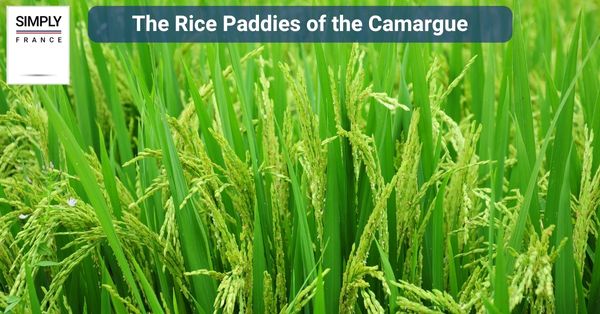The Rice Paddies of the Camargue