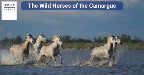 The Wild Horses of the Camargue