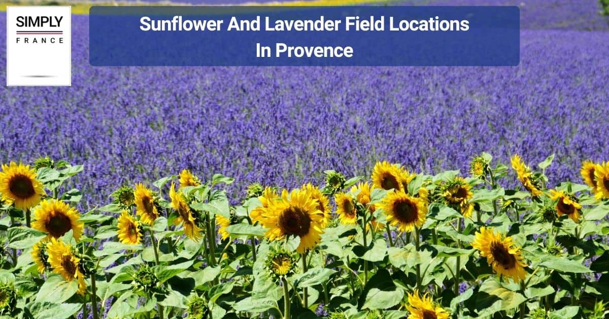 Sunflower And Lavender Field Locations In Provence