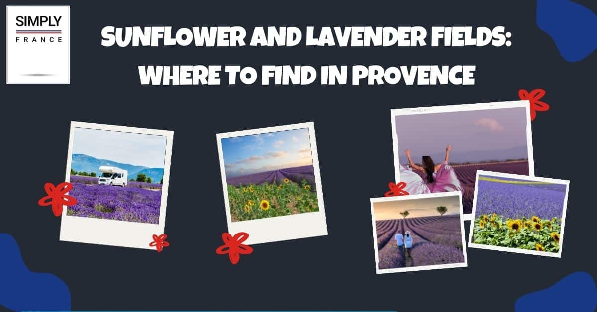 Sunflower and Lavender Fields_ Where to Find in Provence