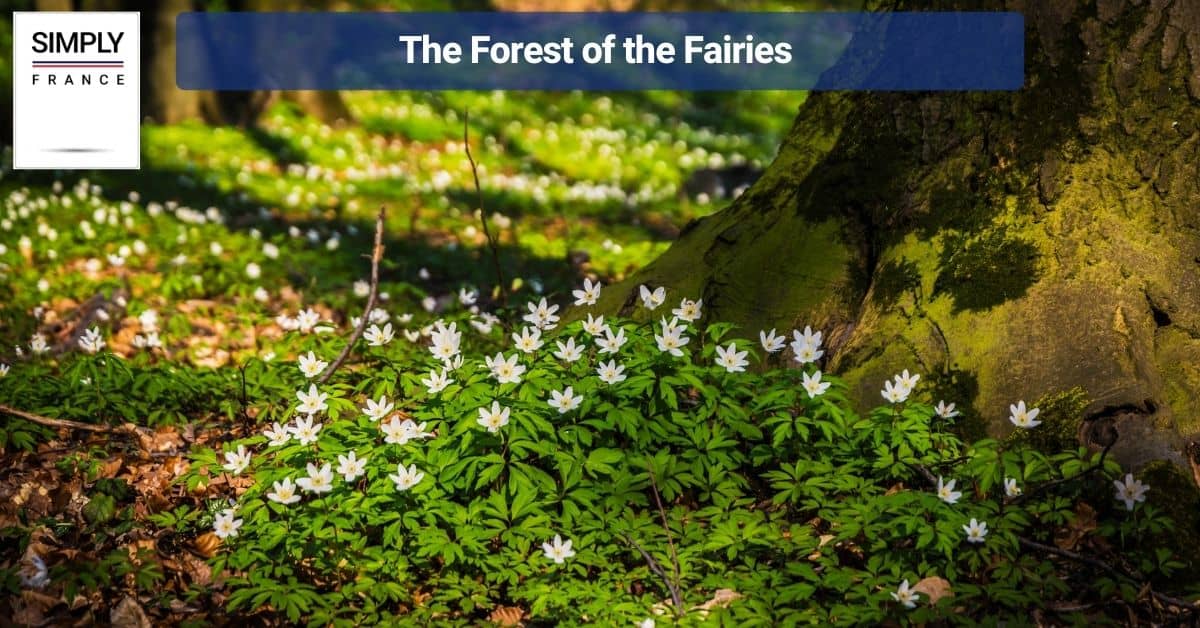 The Forest of the Fairies