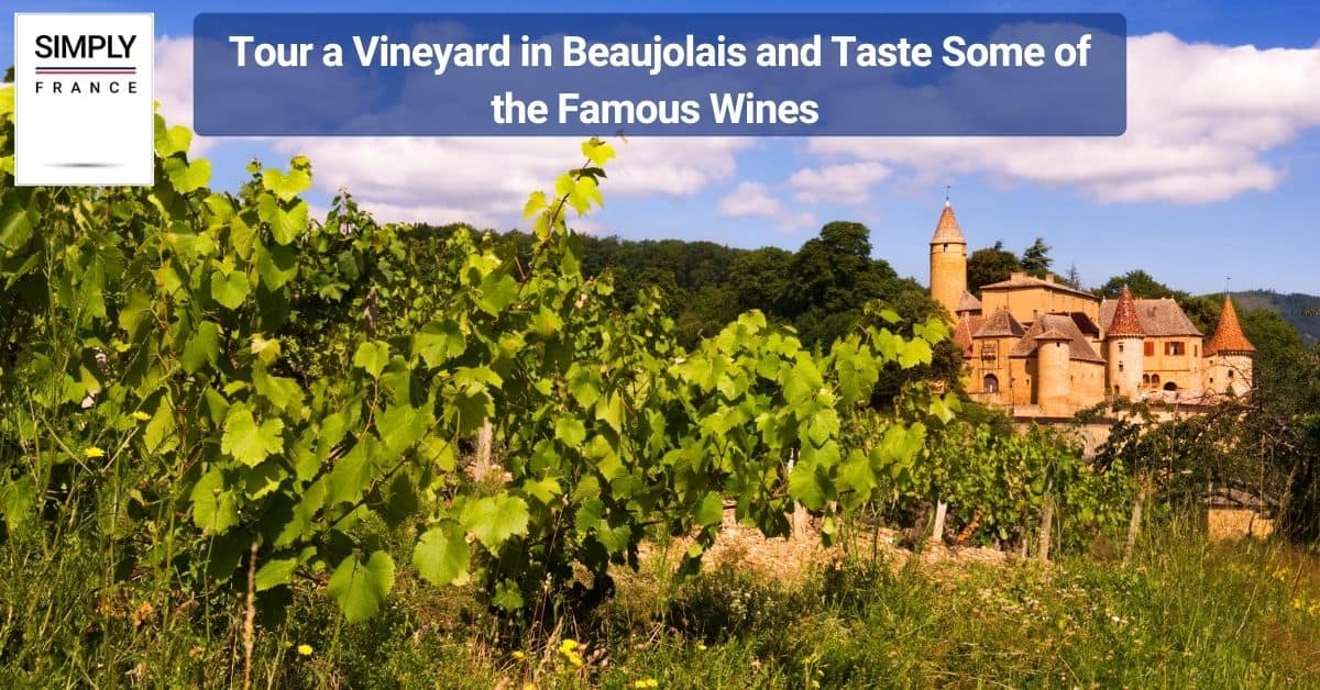 Tour a Vineyard in Beaujolais and Taste Some of the Famous Wines