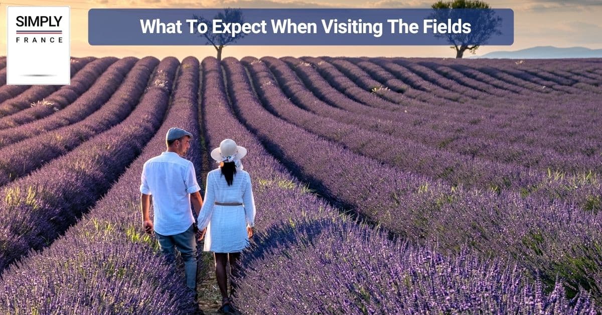 What To Expect When Visiting The Fields