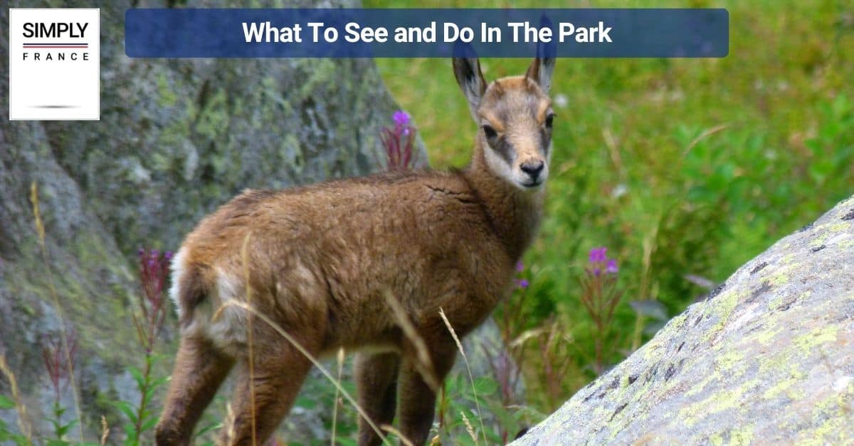 What To See and Do In The Park