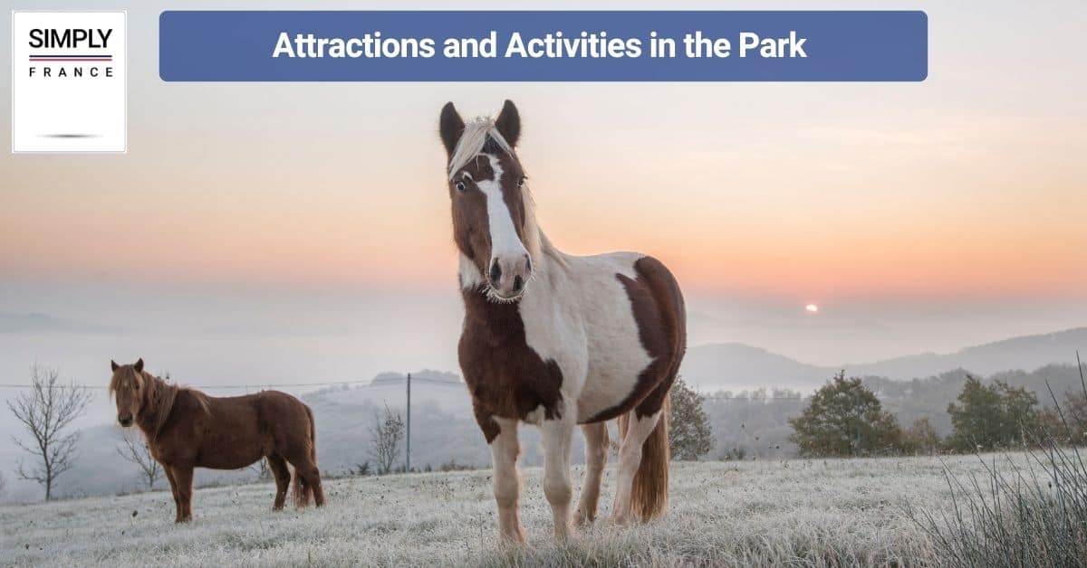 Attractions and Activities in the Park