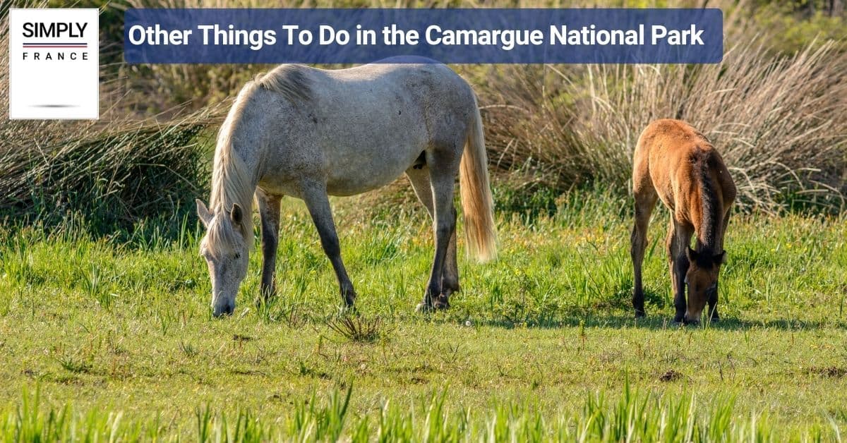 Other Things To Do in the Camargue National Park