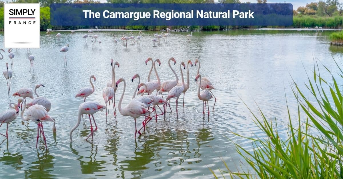 The Camargue Regional Natural Park