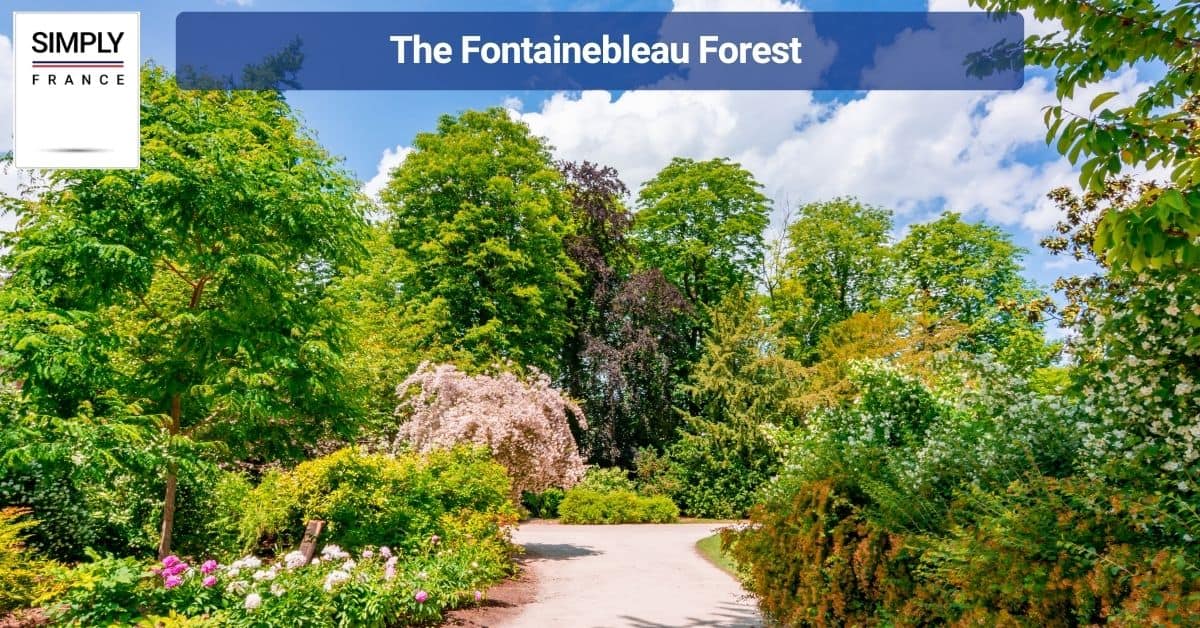 The Fontainebleau Forest
