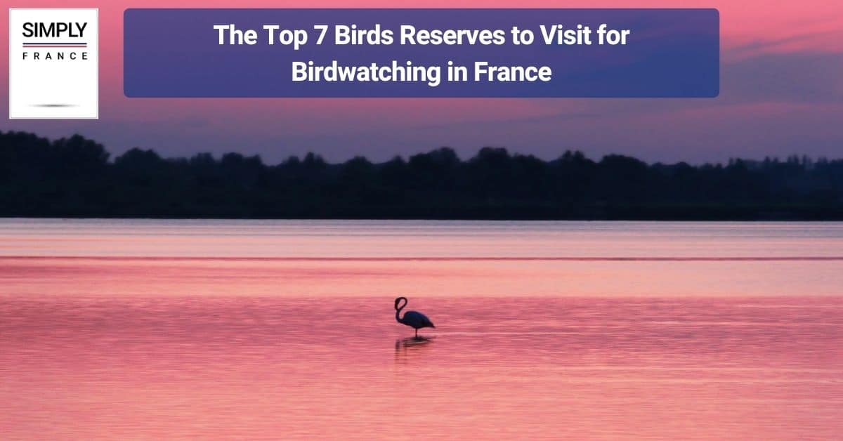 The Top 7 Birds Reserves to Visit for Birdwatching in France