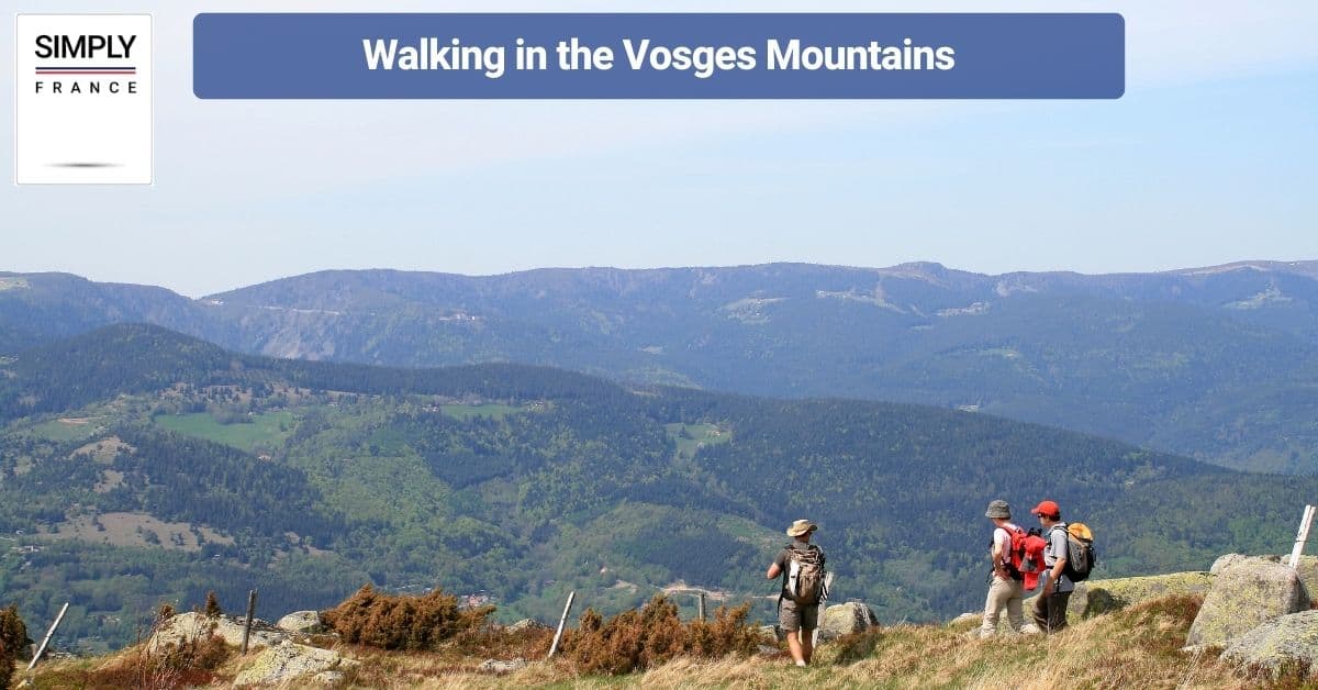 Walking in the Vosges Mountains
