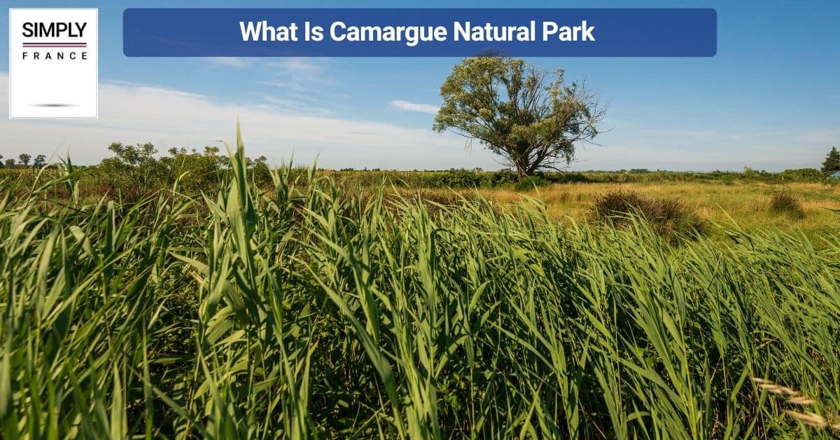 What Is Camargue Natural Park