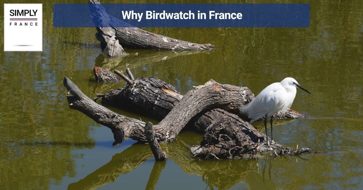 Why Birdwatch in France