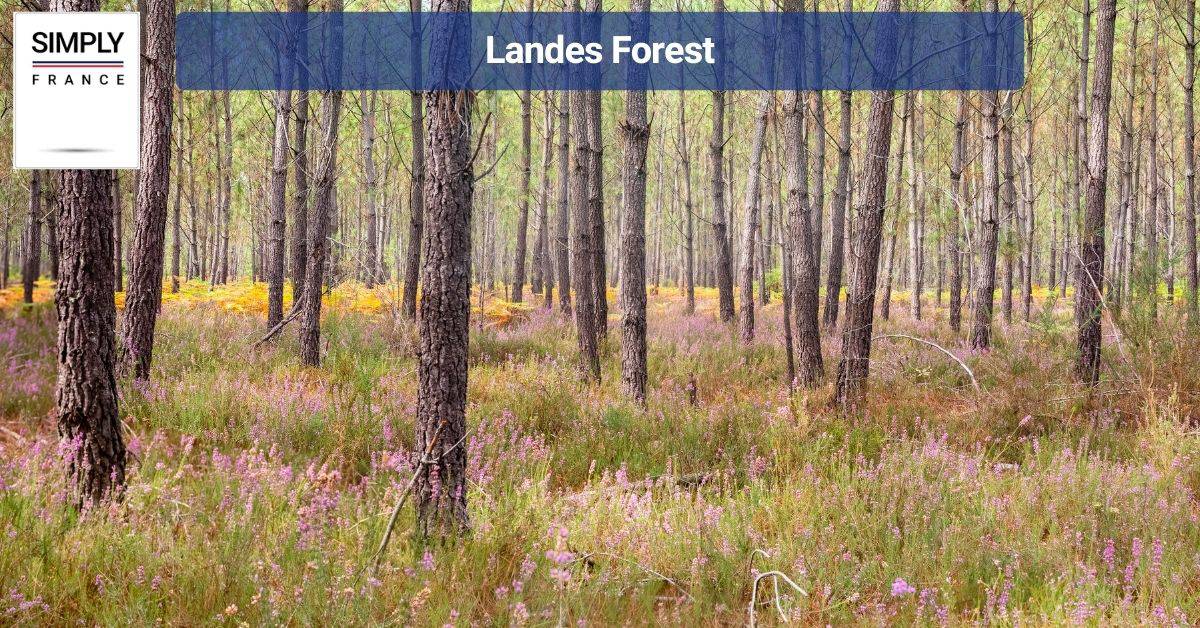 Landes Forest