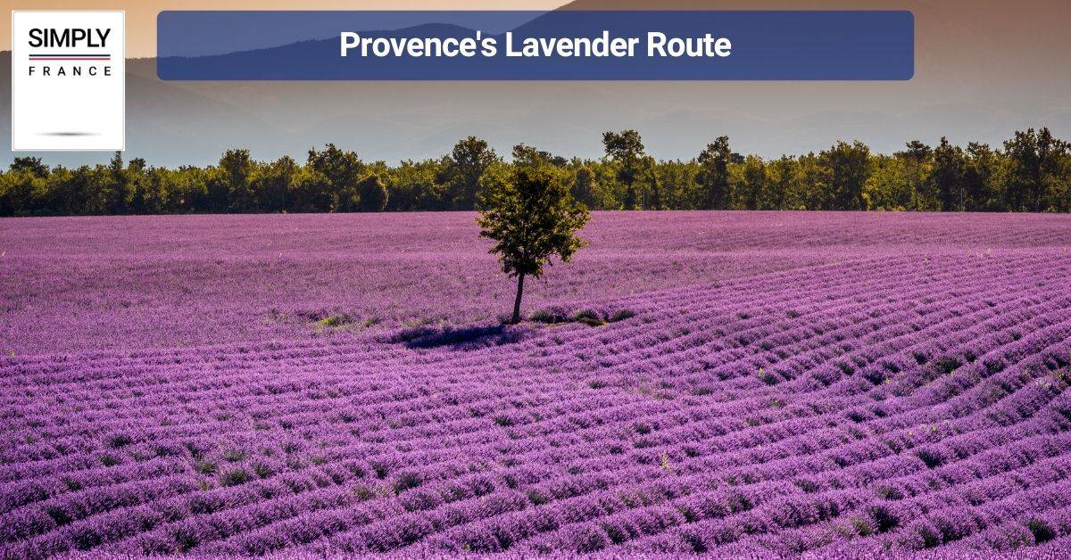 Provence's Lavender Route