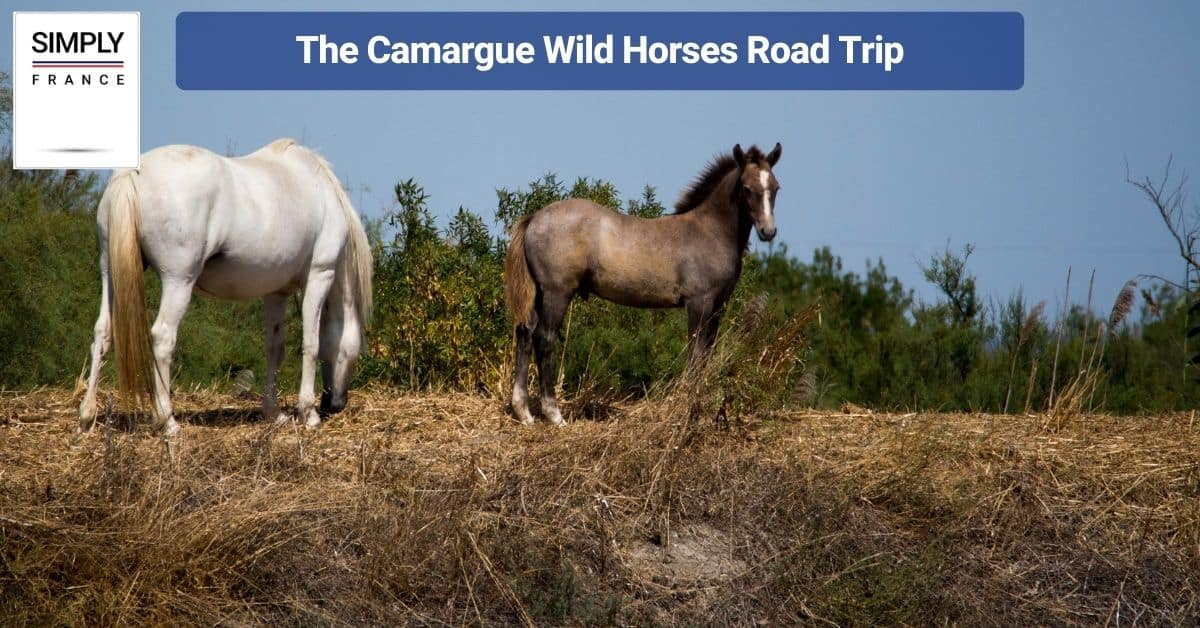 The Camargue Wild Horses Road Trip