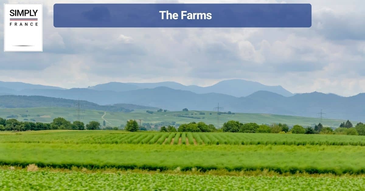  The Farms