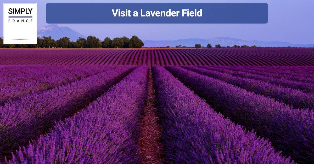 Visit a Lavender Field