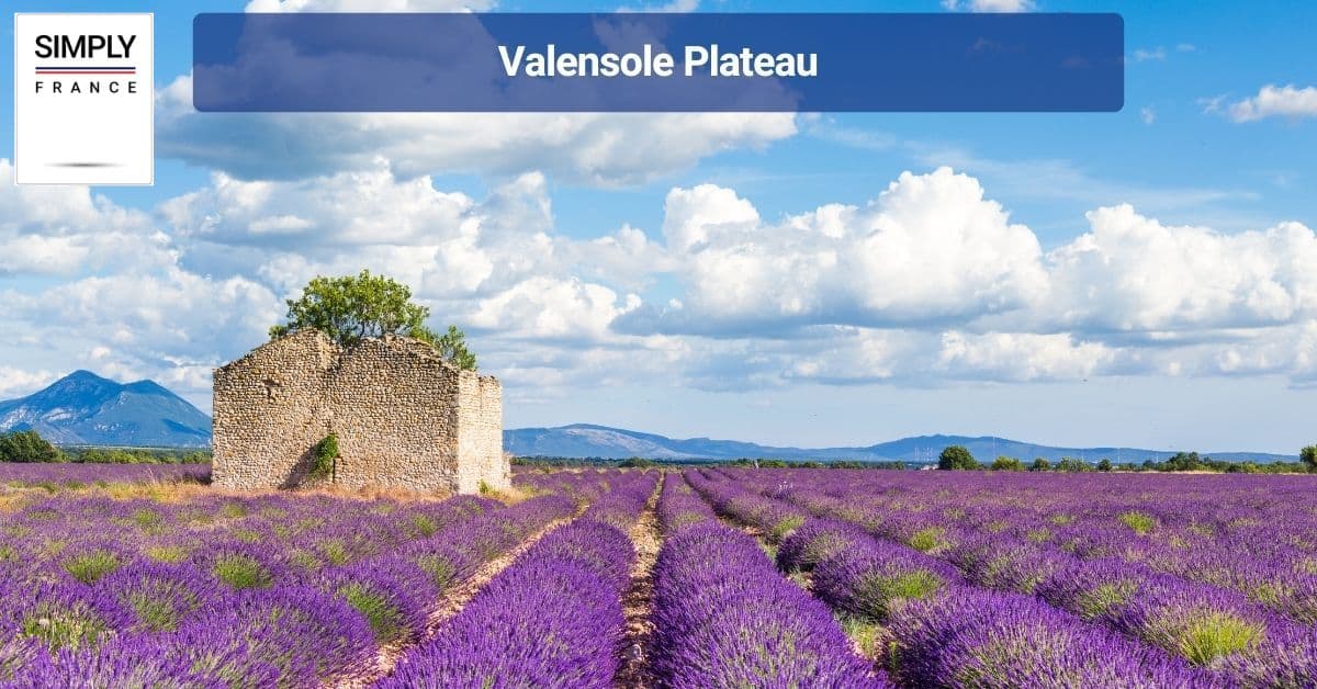 Valensole Plateau