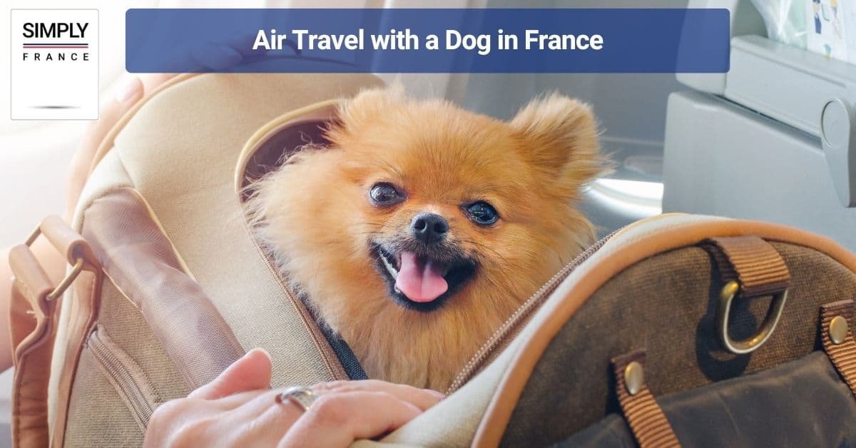 Air Travel with a Dog in France