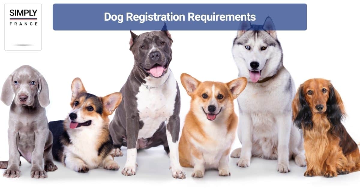Dog Registration Requirements