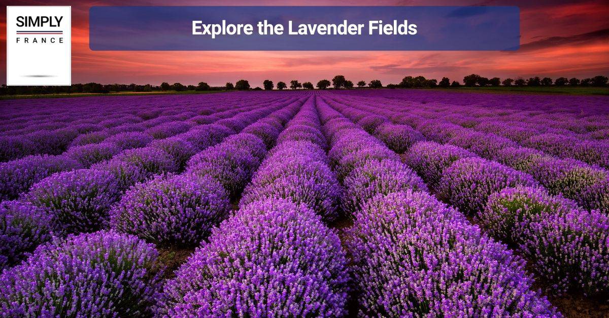 Explore the Lavender Fields