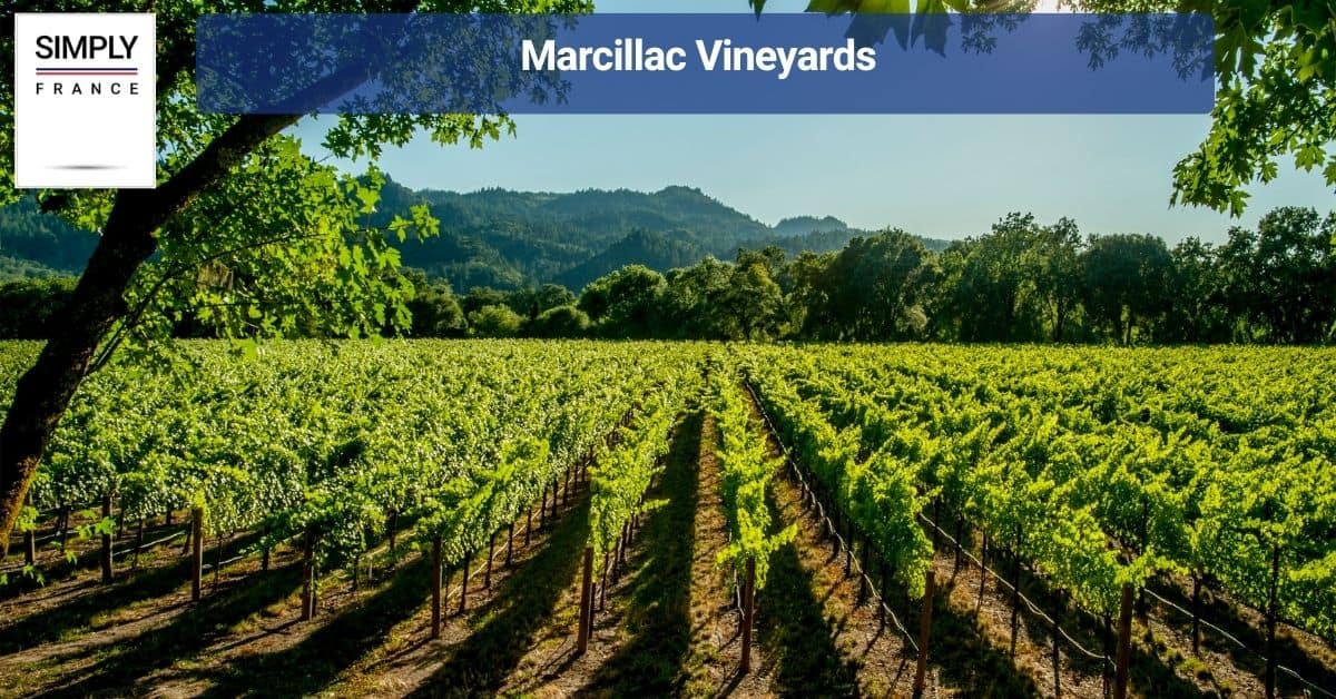 Marcillac Vineyards