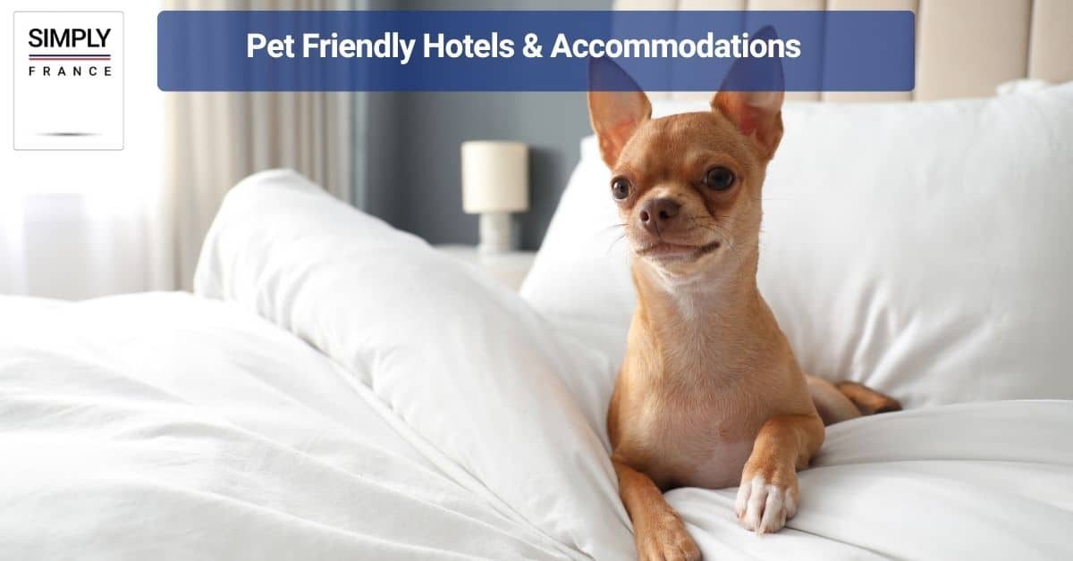 Pet Friendly Hotels & Accommodations