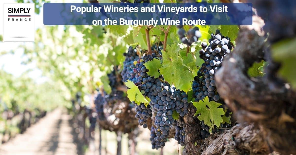 Popular Wineries and Vineyards to Visit on the Burgundy Wine Route
