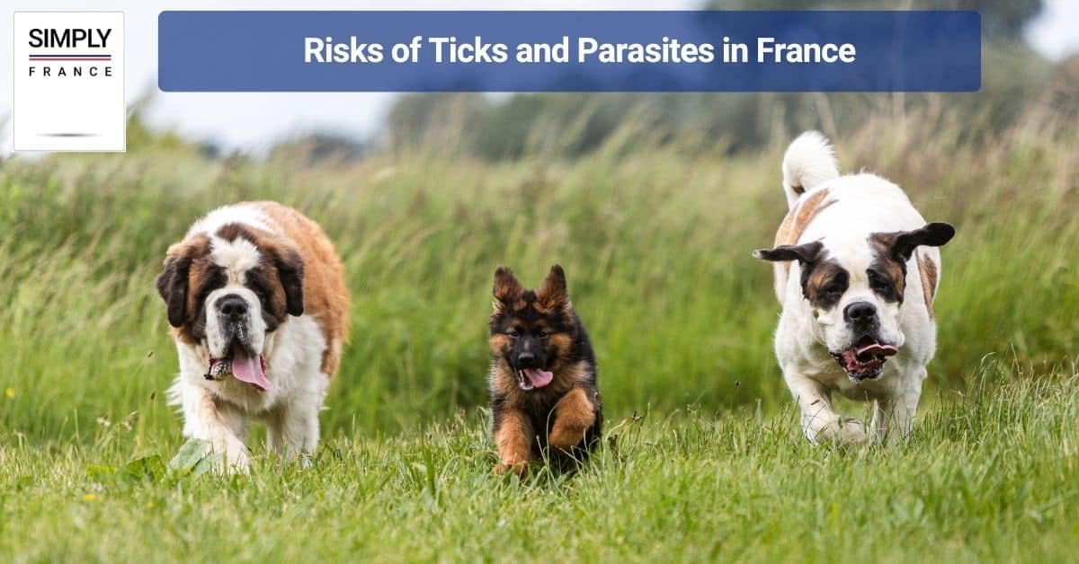 Risks of Ticks and Parasites in France