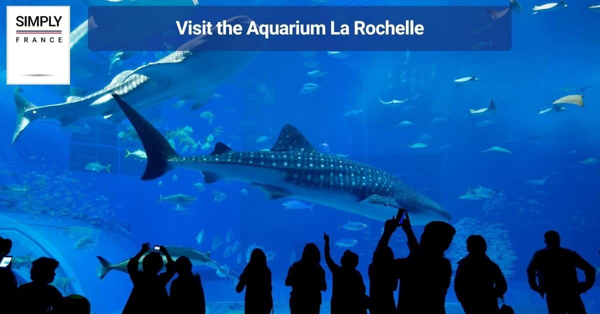 Visit the Aquarium La Rochelle