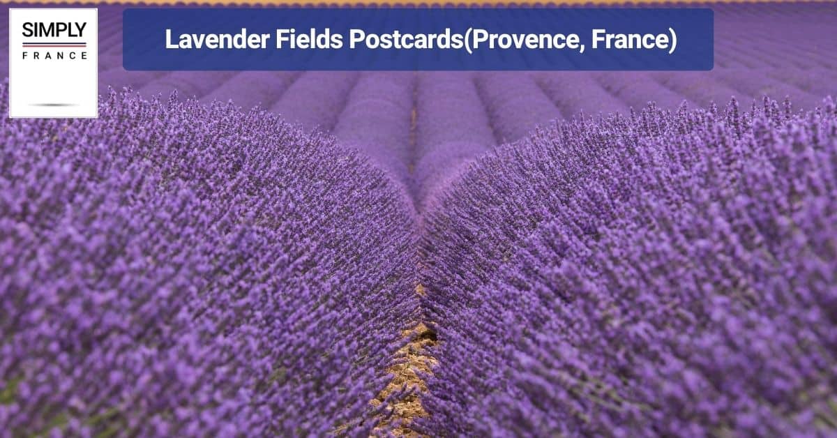 Lavender Fields Postcards(Provence, France)