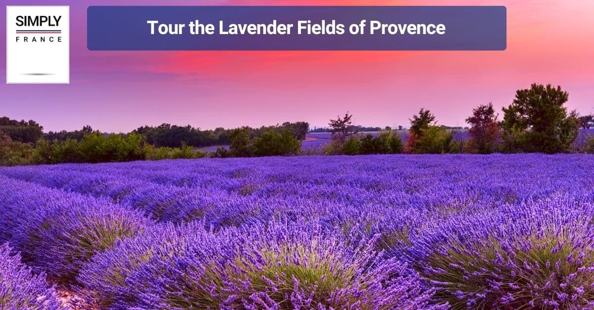 Tour the Lavender Fields of Provence