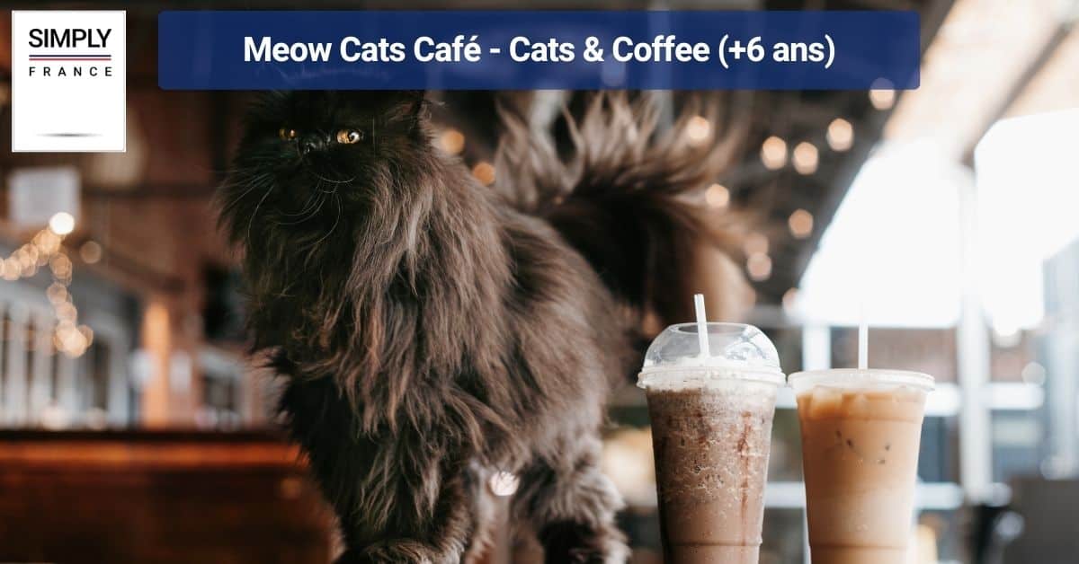 Meow Cats Café - Cats & Coffee (+6 ans)