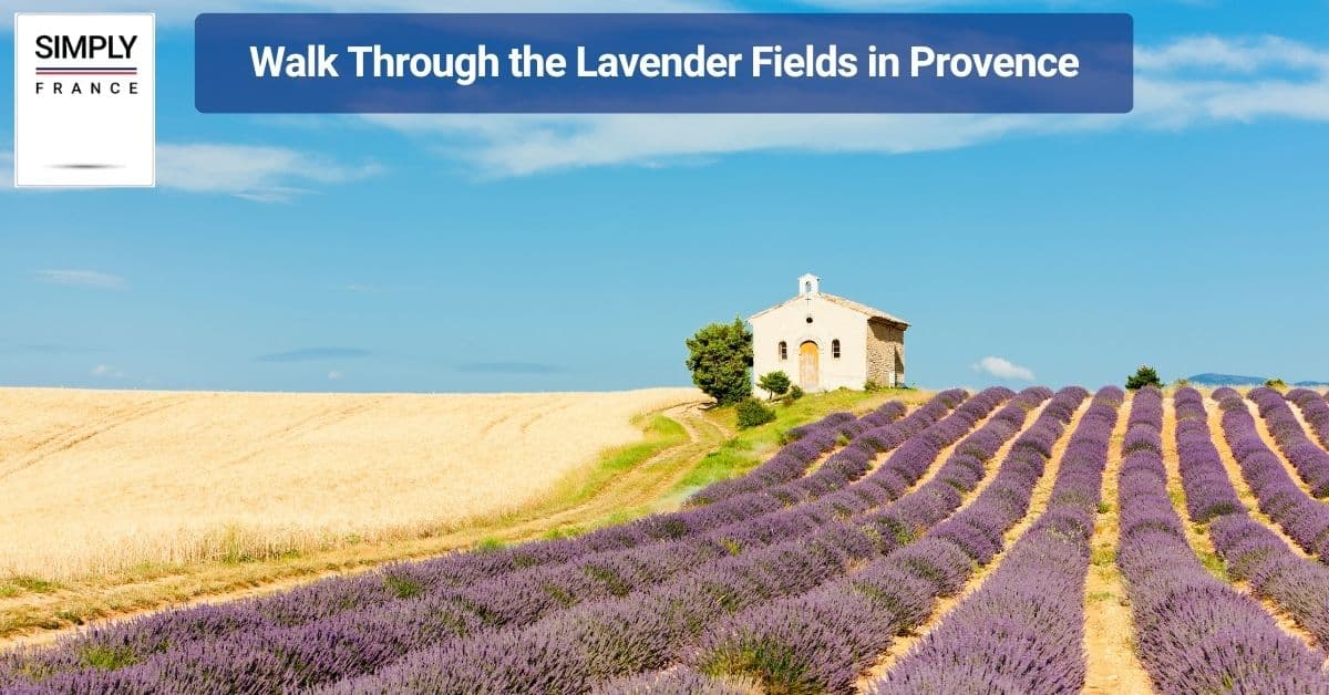 Walk Through the Lavender Fields in Provence