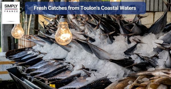 Fresh Catches from Toulon's Coastal Waters
