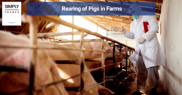 Rearing of Pigs in Farms